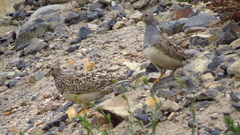 Thinocorus orbignyianus