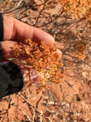 Eriogonum corymbosum