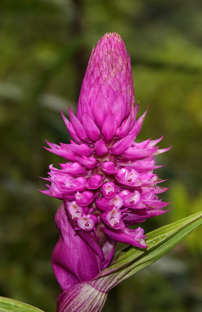 Elleanthus robustus