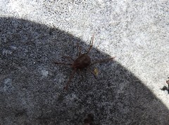 Erythraeoidea