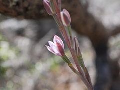 Thelymitra longifolia