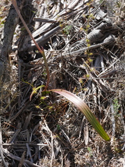 Thelymitra longifolia
