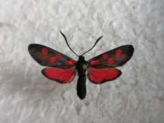 Zygaena angelicae