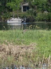 Grus canadensis image