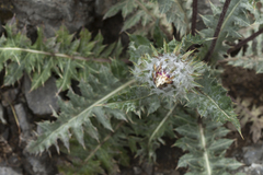 Cousinia tianschanica