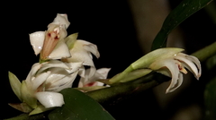 Maxillaria embreei