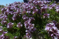 Lobelia jasionoides