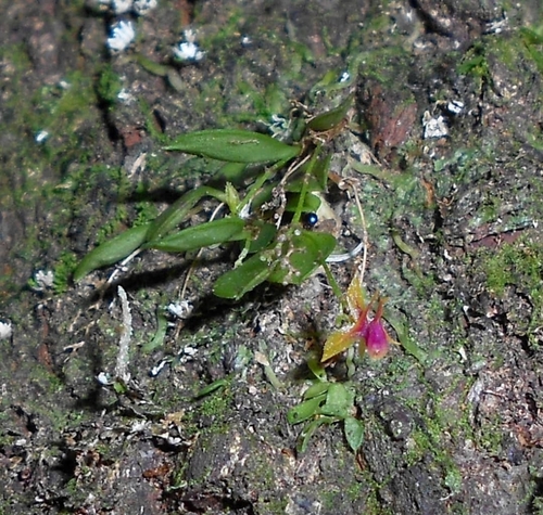 Lepanthes diaziae