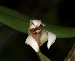 Maxillaria embreei