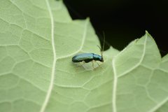 Pseudotheopea sauteri