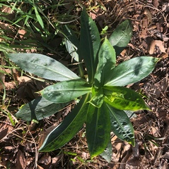 Magnoliopsida