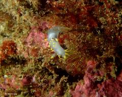 Polycera kernowensis