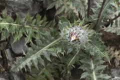 Cousinia tianschanica