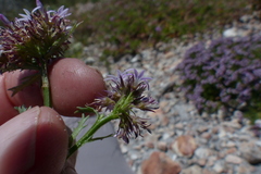 Lobelia jasionoides