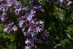 Lobelia jasionoides