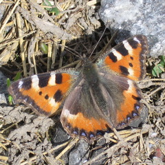 Aglais urticae