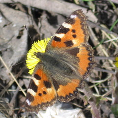 Aglais urticae