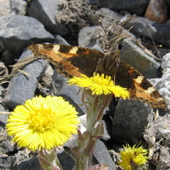 Aglais urticae