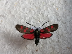 Zygaena angelicae