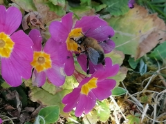 Anthophora plumipes