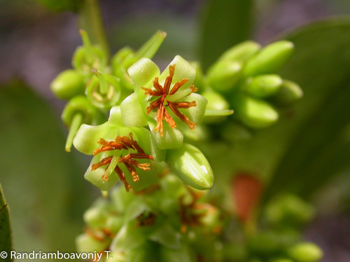 Vaccinium madagascariense