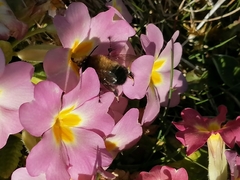 Anthophora plumipes