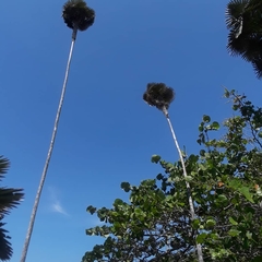 Coccothrinax salvatoris