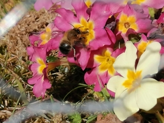 Anthophora plumipes