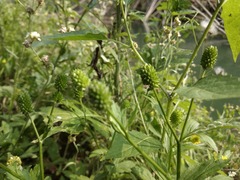 Ranunculus chinensis