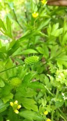 Ranunculus chinensis