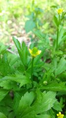 Ranunculus chinensis