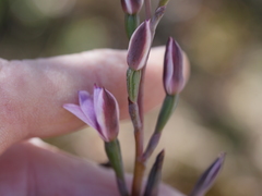 Thelymitra longifolia