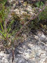 Thelymitra longifolia