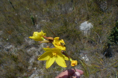 Bobartia longicyma magna