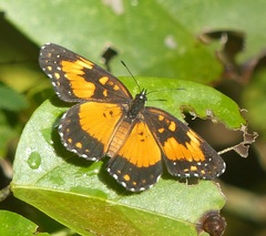 Chlosyne lacinia saundersi