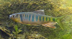 Opsariichthys evolans