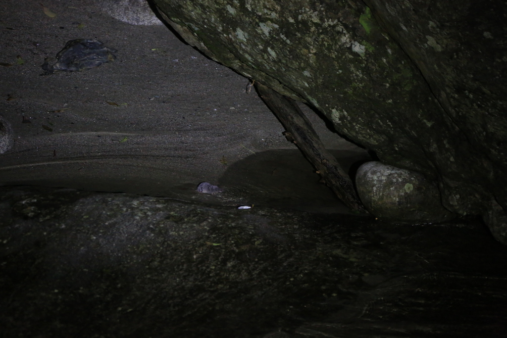 Chinese Water Shrew
