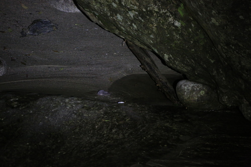 Chinese Water Shrew (Chimarrogale styani) — Least Concern Mammalia
