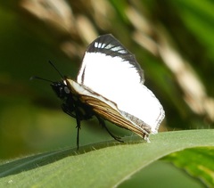 Heliopetes ochroleuca