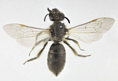 Lasioglossum subhirtum