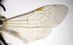 Lasioglossum subhirtum