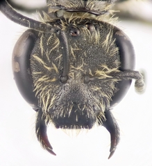 Lasioglossum subhirtum