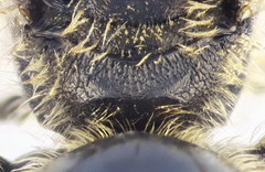 Lasioglossum subhirtum