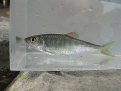 Opsariichthys evolans