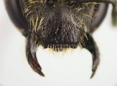 Lasioglossum subhirtum