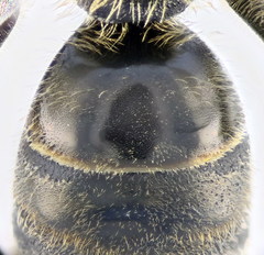 Lasioglossum subhirtum