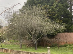 Malus dasyphylla