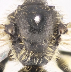Lasioglossum subhirtum
