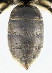 Lasioglossum subhirtum