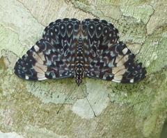Hamadryas amphinome amphinome